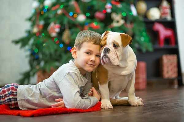 En iyi arkadaşlar yakışıklı sarışın çocuk ve köpek yavrusu kırmızı beyaz İngilizce bulldog kırmızı halı mindere Noel ağacı yakın birbirleri ile zaman geçirmekten zevk. Köpek giyen geyik cornuted