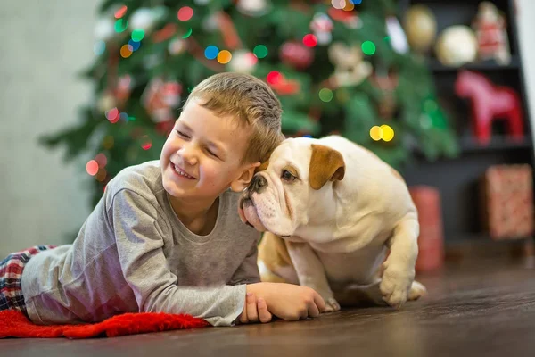 En iyi arkadaşlar yakışıklı sarışın çocuk ve köpek yavrusu kırmızı beyaz İngilizce bulldog kırmızı halı mindere Noel ağacı yakın birbirleri ile zaman geçirmekten zevk. Köpek giyen geyik cornuted
