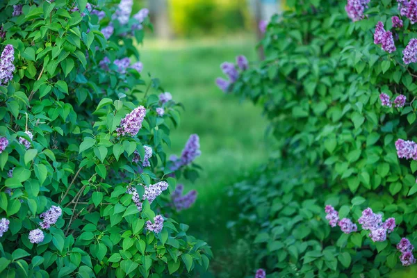 Bush nádherný plný lahodné vůně květiny lila fialové a modré barvy. — Stock fotografie