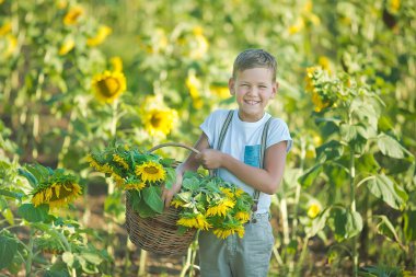 Bir sepet ayçiçeği gülümseyen bir çocuk. Ayçiçeği ile boy gülümseyerek. Ayçiçeği tarlası içinde hoş gülümseyen çocuk.