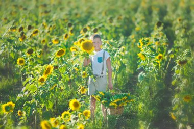 Bir sepet ayçiçeği gülümseyen bir çocuk. Ayçiçeği ile boy gülümseyerek. Ayçiçeği tarlası içinde hoş gülümseyen çocuk.