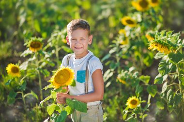 Bir sepet ayçiçeği gülümseyen bir çocuk. Ayçiçeği ile boy gülümseyerek. Ayçiçeği tarlası içinde hoş gülümseyen çocuk.