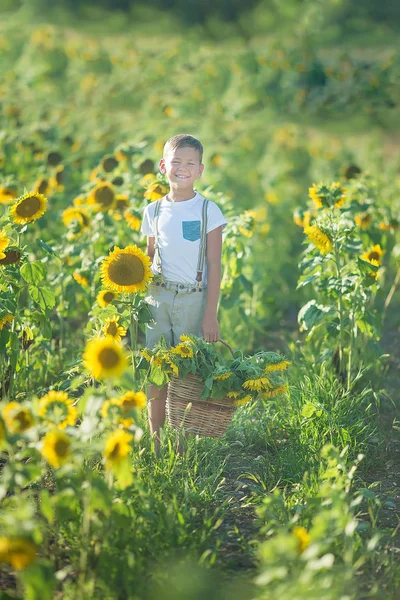 Ein lächelnder Junge mit einem Korb Sonnenblumen. Lächelnder Junge mit Sonnenblume. ein süßer lächelnder Junge in einem Sonnenblumenfeld. — Stockfoto