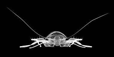 Tel karkas hamamböceği