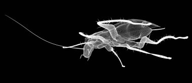 Tel karkas hamamböceği