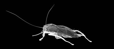 Tel karkas hamamböceği