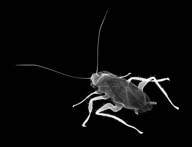 Tel karkas hamamböceği