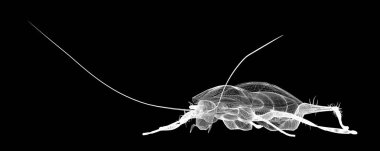 Tel karkas hamamböceği