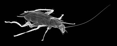 Tel karkas hamamböceği