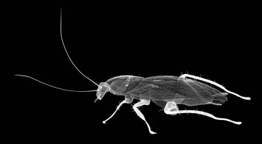 Tel karkas hamamböceği