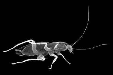 Tel karkas hamamböceği