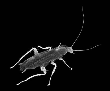 Tel karkas hamamböceği