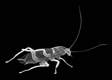 Tel karkas hamamböceği