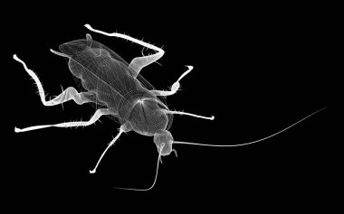 Tel karkas hamamböceği