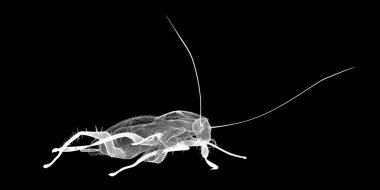 Tel karkas hamamböceği