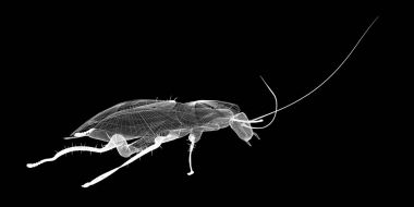 Tel karkas hamamböceği