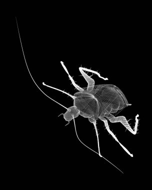 Tel karkas hamamböceği