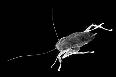 Tel karkas hamamböceği