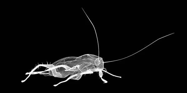 钢丝胴体蟑螂 — 图库照片