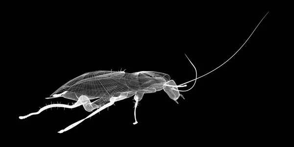 钢丝胴体蟑螂 — 图库照片