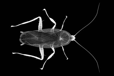 Tel karkas hamamböceği