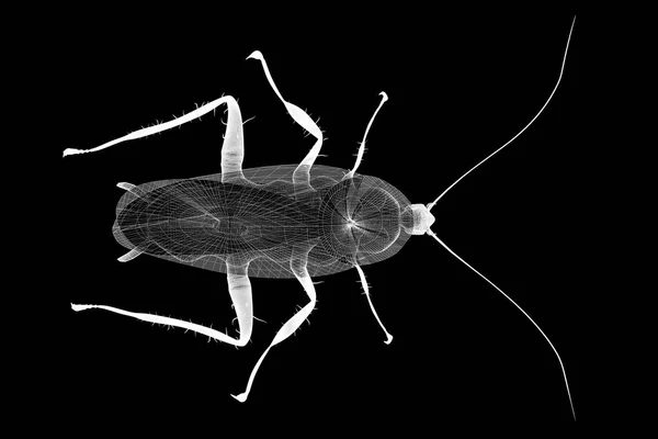 ワイヤー枝肉のゴキブリ — ストック写真