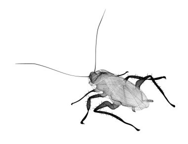 Tel karkas hamamböceği