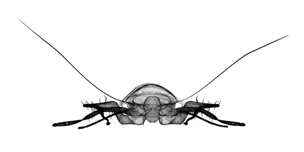 钢丝胴体蟑螂 — 图库照片