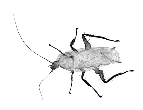 와이어 시체에 바퀴벌레 — 스톡 사진