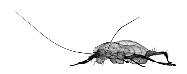 Cucaracha en canal de alambre —  Fotos de Stock