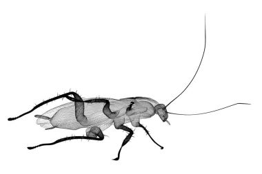 Tel karkas hamamböceği