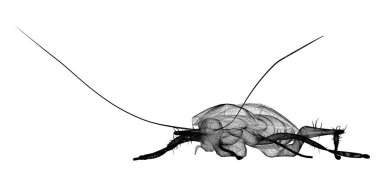 Tel karkas hamamböceği