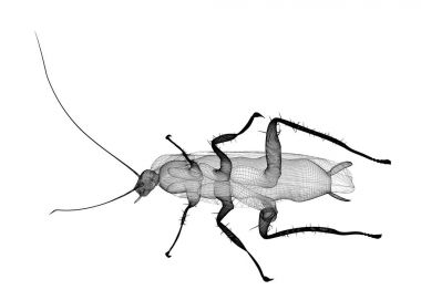 Tel karkas hamamböceği