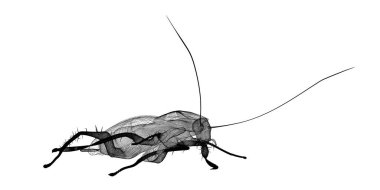 Tel karkas hamamböceği