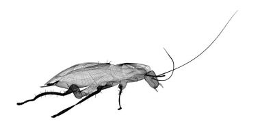 Tel karkas hamamböceği