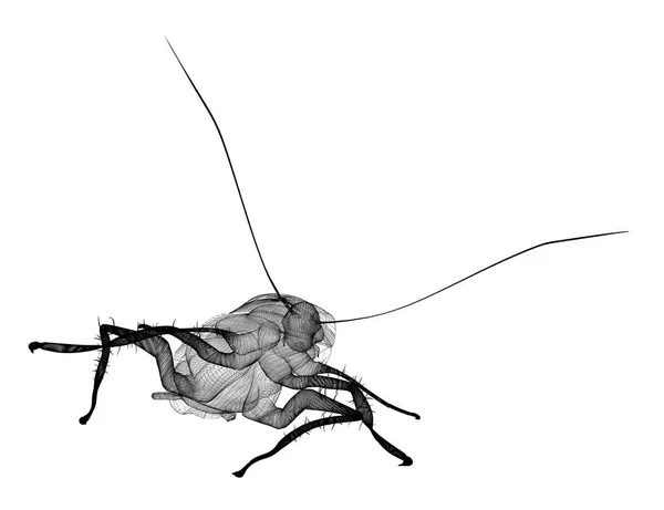 ワイヤー枝肉のゴキブリ — ストック写真