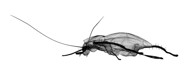 와이어 시체에 바퀴벌레 — 스톡 사진