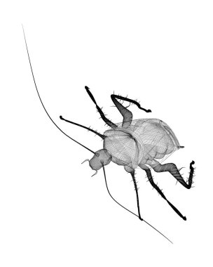 Tel karkas hamamböceği