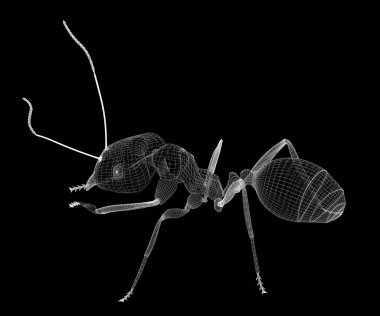 karıncalar, tel karkas