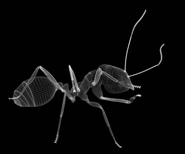 karıncalar, tel karkas