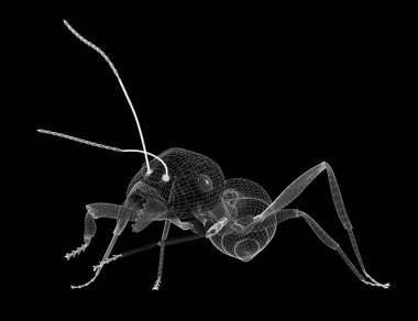 karıncalar, tel karkas