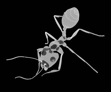 karıncalar, tel karkas