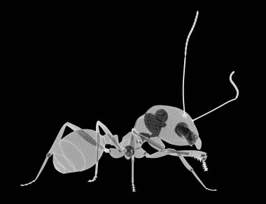 karıncalar, tel karkas