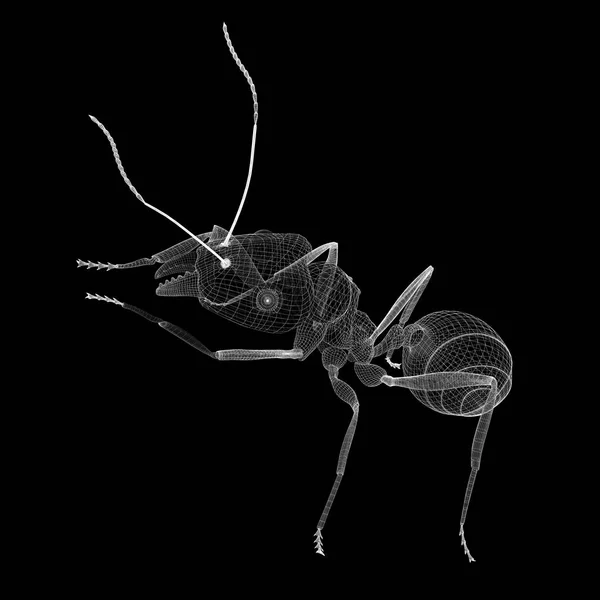 Karıncalar, tel karkas — Stok fotoğraf