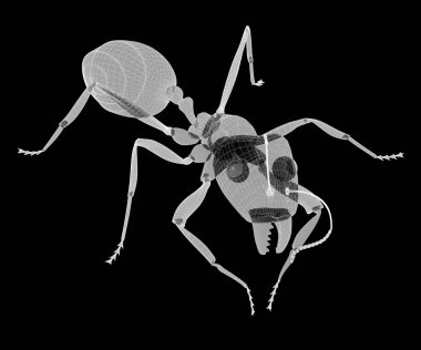 karıncalar, tel karkas