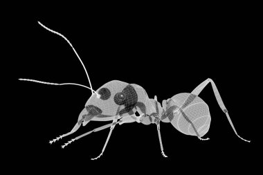 karıncalar, tel karkas