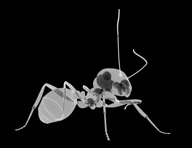 karıncalar, tel karkas