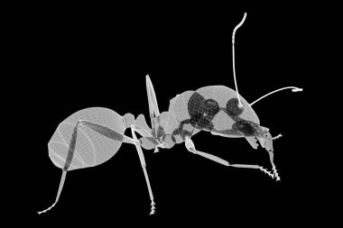 karıncalar, tel karkas