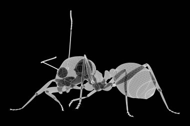 karıncalar, tel karkas