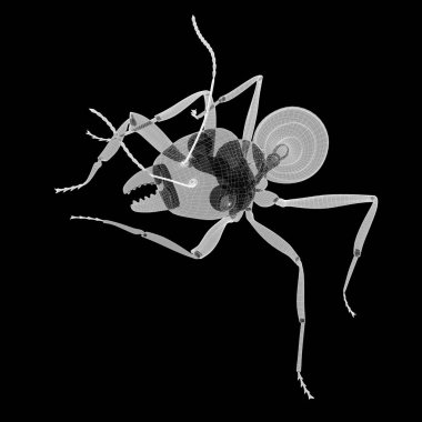 karıncalar, tel karkas